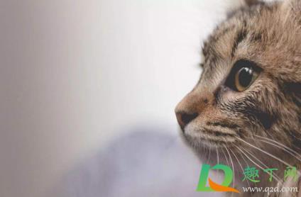 猫怕什么气味一闻就跑室外(野猫怕什么气味一闻就跑)