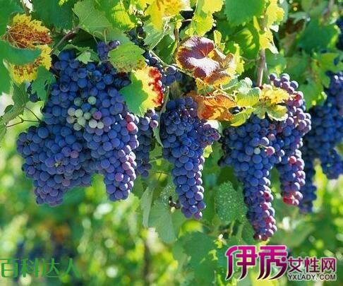 夏季人们爱吃葡萄 那么葡萄是酸性还是碱性?