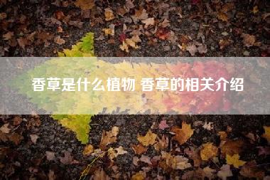 香草是什么植物 香草的相关介绍 香草是什么植物 香草的相关介绍