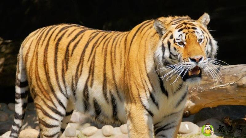 插菱是什么意思