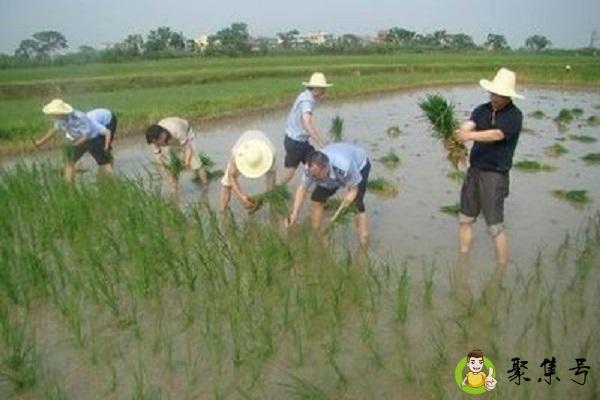 阿公阿婆割麦插禾的意思