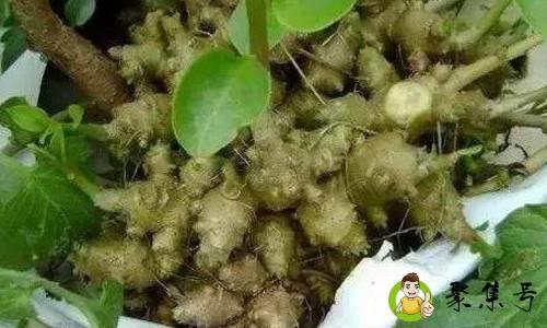 田七三七的区别