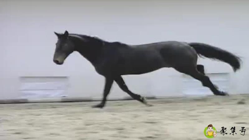 详细阅读:马奔跑时几只脚落地 马奔跑时几只脚落地