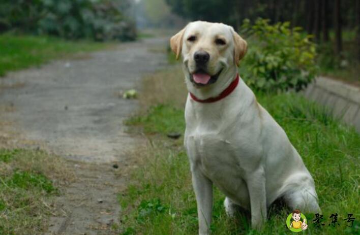 详细阅读:拉布拉多多重 拉布拉多多重