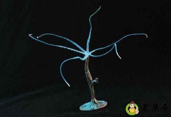 详细阅读:水螅是什么生殖方式 水螅是什么生殖方式