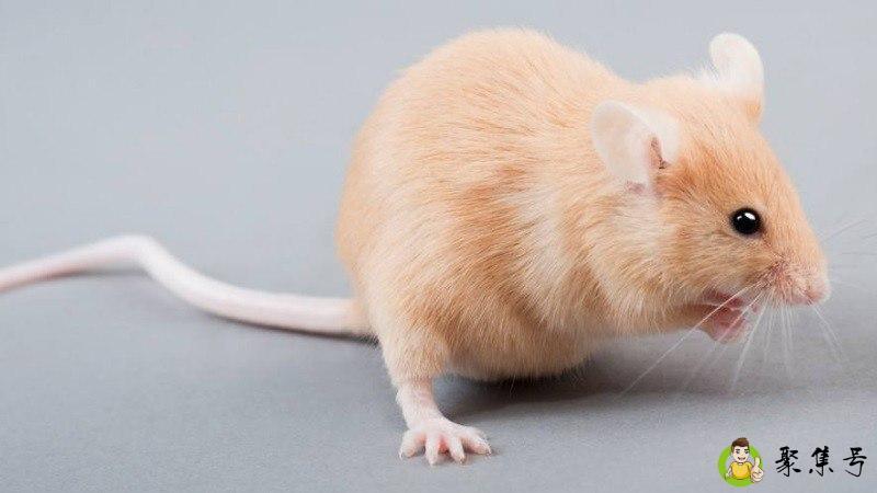 手电是指什么生肖