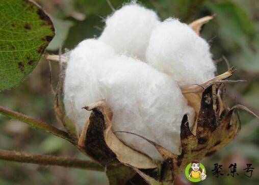 抗虫棉是转基因吗