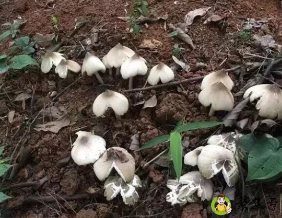 夏至菇的功效与作用