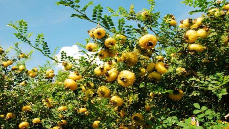 剥银杏果手脱皮怎么办