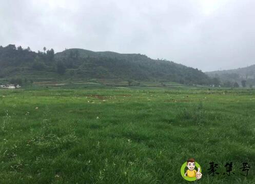 复绿是什么意思