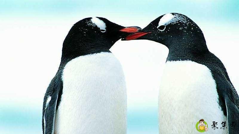 人为什么不吃企鹅肉