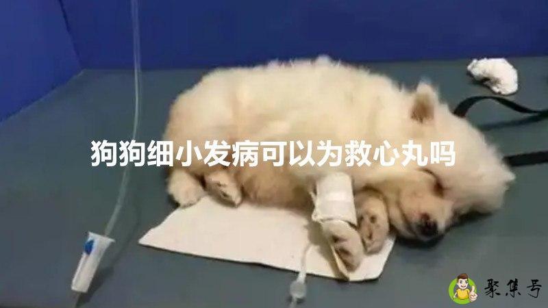 狗狗细小发病可以喂救心丸吗