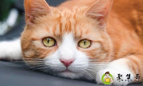 吸喵是什么意思