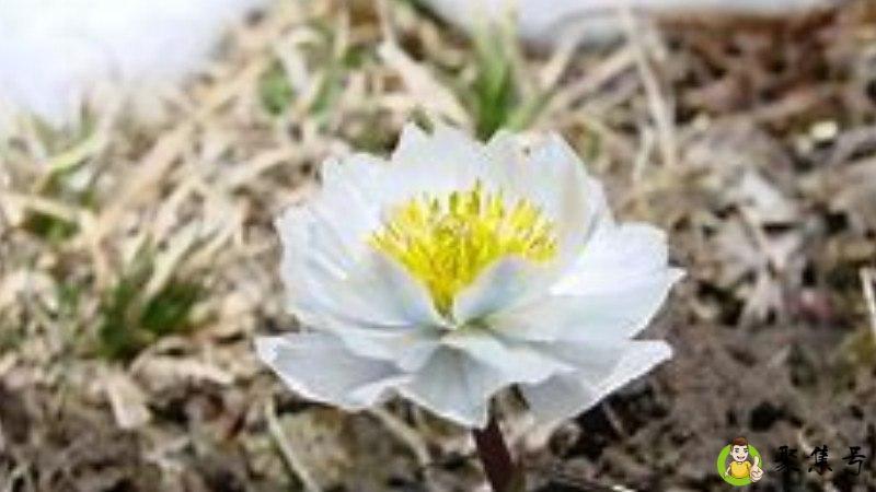 雪莲花用来形容什么人