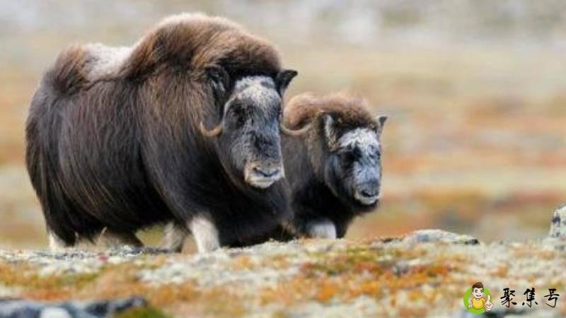 麝牛是什么动物