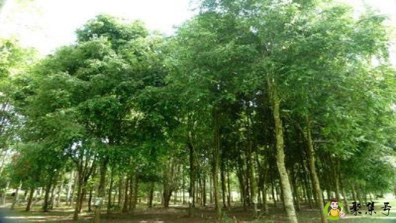 铁力木的特点和作用分别是什么