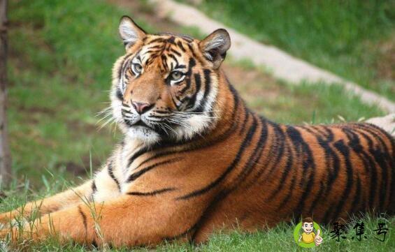 火花是指什么生肖