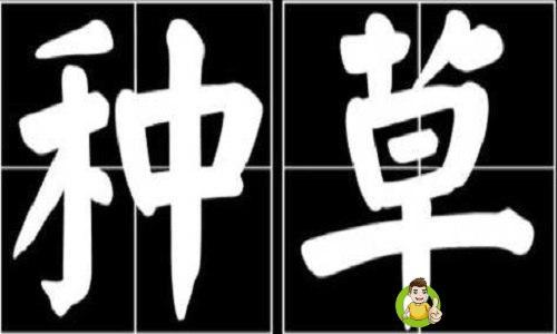 女生说种草是什么意思