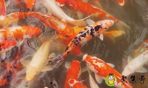 土霉素泡鱼泡多久