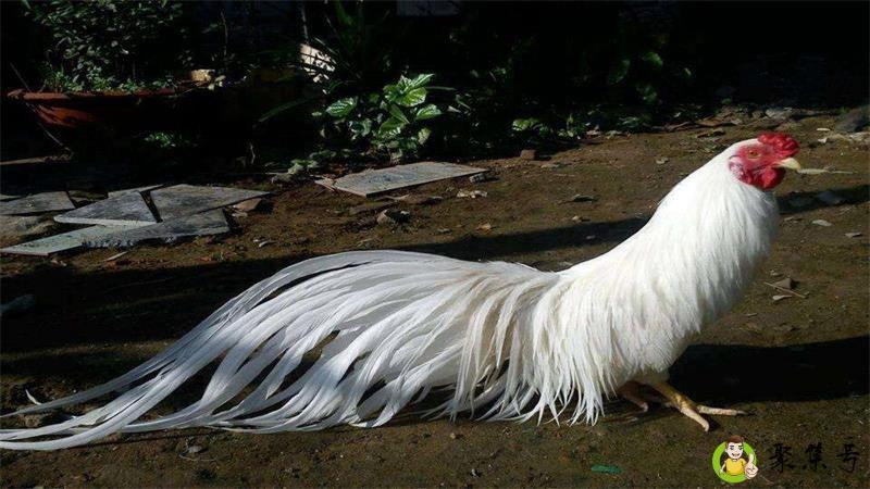 鸡的寓意和象征