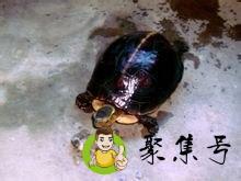 黄缘龟和安缘龟有什么区别