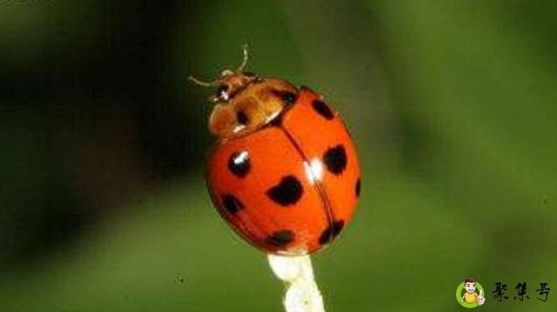 火瓢虫真的存在吗
