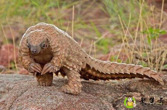 穿山甲一胎生几个