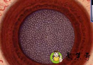 虹膜采集是什么意思