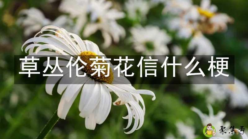 草丛伦菊花信什么梗