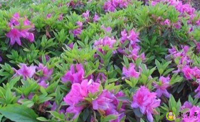 春鹃和毛鹃的区别