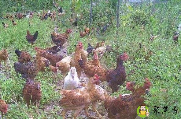 宰好的鸡鸭能过安检吗