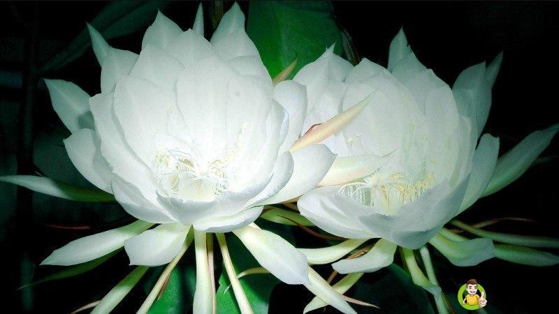 昙花花语是什么