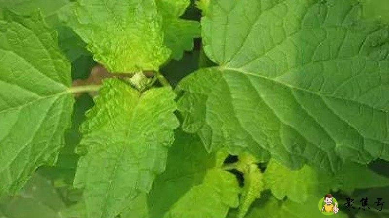 把蒿与野苏子区别