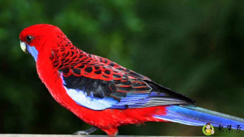 详细阅读:鹦鹉吃什么 鹦鹉吃什么