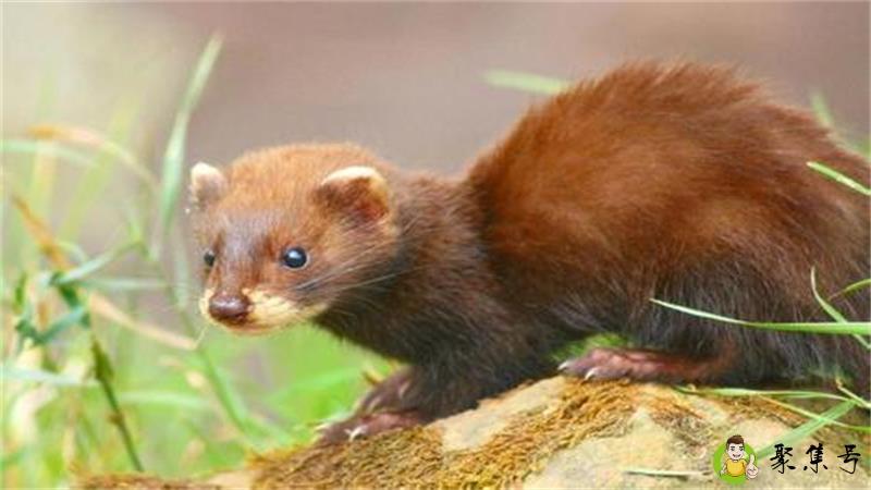 水貂是什么动物