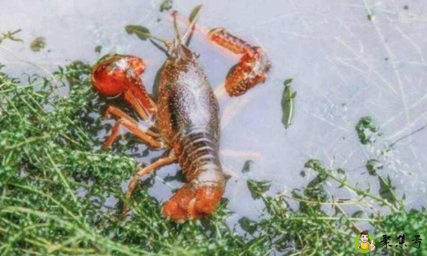 详细阅读:虾是冷水下锅还是热水比较好 虾是冷水下锅还是热水比较好