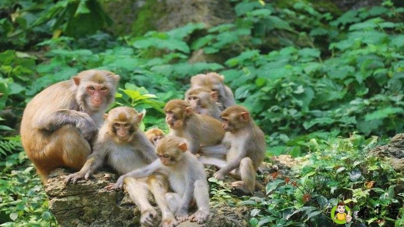 详细阅读:猴群离树什么意思 猴群离树什么意思