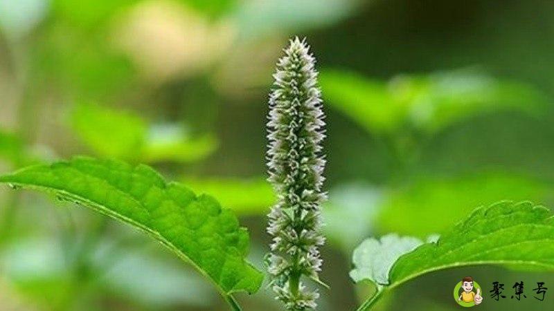 把蒿学名是什么