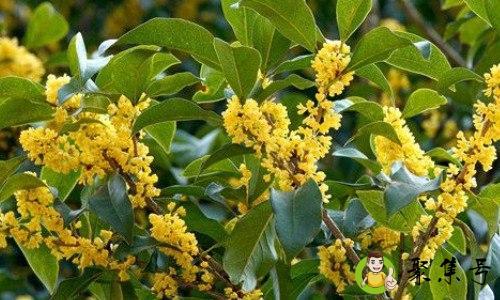 南京桂花什么时候开