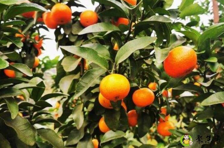 给大家种了棵砂糖橘树自己摘先到先炫是什么意思