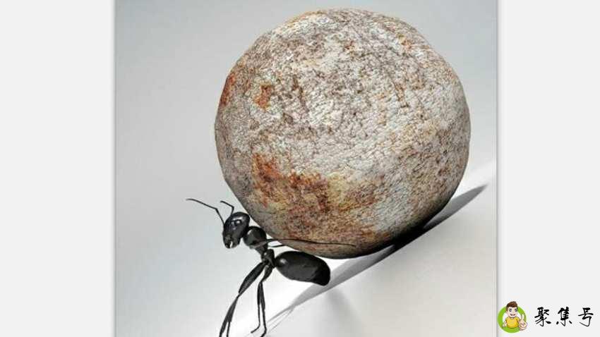 蚂蚁能搬动比自己大多少倍的物体