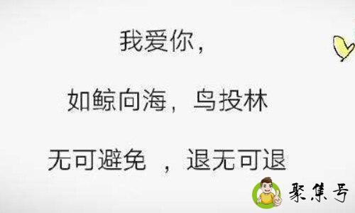 我对于你如鲸向海什么意思