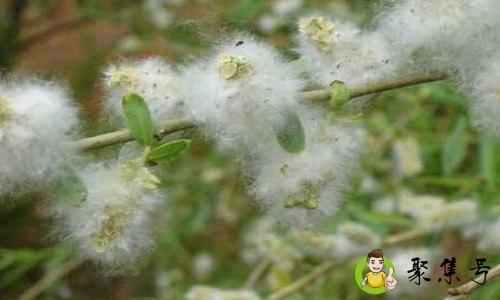 杨花和柳絮有什么区别