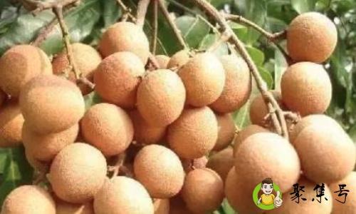 龙眼是哪里的特产