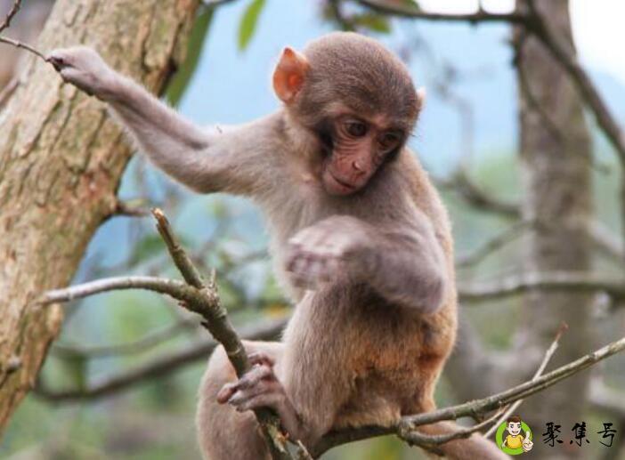 欲钱买孤假虎威的生肖