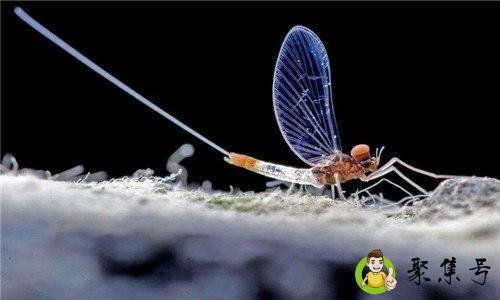 人生在世数蜉蝣的意思