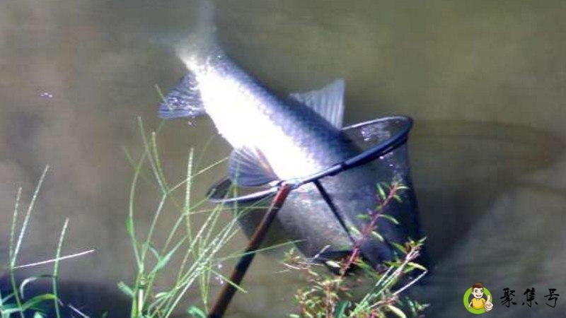 详细阅读:螺丝肉能钓什么鱼 螺丝肉能钓什么鱼