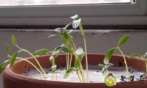 详细阅读:干柳树枝可以泡水浇花吗 干柳树枝可以泡水浇花吗