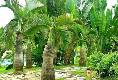 棕榈蜡有什么作用