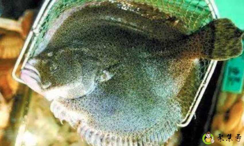 孔雀石绿治水霉用几天见效